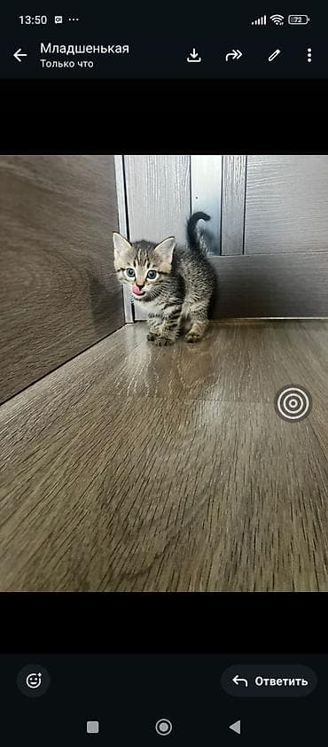 Милый полосатая кошечка с голубыми глазками. Компактный, активный и