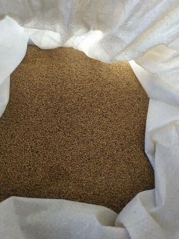 купить семена в бишкеке: Семена кормовых растений: Люцерна, Платная доставка — 2