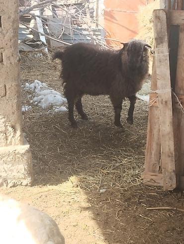 колбасные цех: Продаю | Овца (самка) | Для разведения — 1