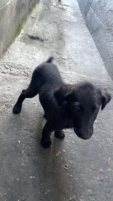 собака такса: В добрые руки • Возраст: Примерно 2,5 месяца. • Активный, крепкий и — 2