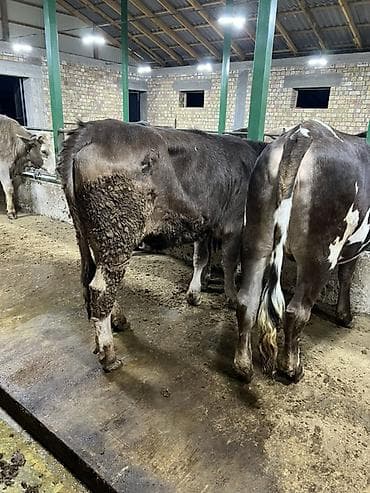 дамашный курица: Продаю | Корова (самка) | Для разведения — 6