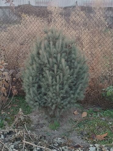 сучкорезы для обрезки деревьев: Ели голубые (Picea pungens, колючая ель) для озеленения участка. - — 3