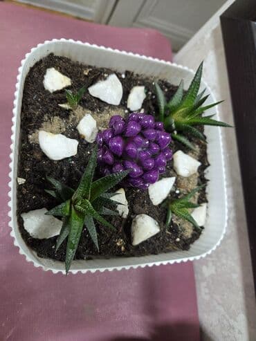 большие комнатные растения: Сансевиерия (Sansevieria trifasciata) в декоративных горшках. - — 6