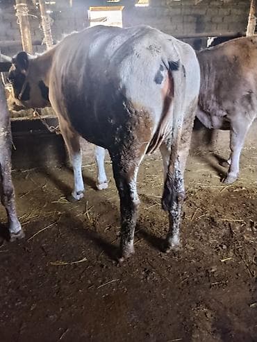 певчие птицы: Продаю | Корова (самка) | Для молока | Нетель — 3