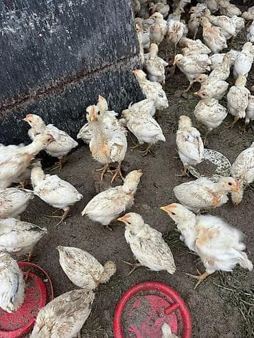 купить сокола в питомнике: Продаю | Цыплята | Бройлерная | На забой — 7