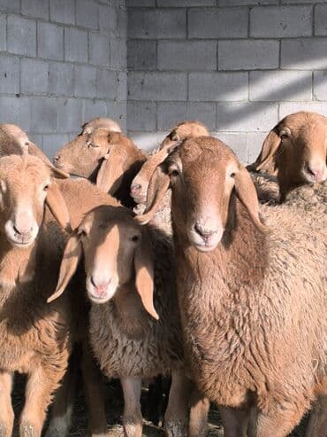сельскохозяйственные животные продажа: Продаю | Ягненок, Овца (самка) | Арашан | Для разведения | Племенные — 2
