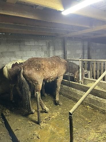 животные лошадь: Продаю | Жеребец | Рабочий — 1