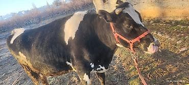 Продаю | Тёлка | Голштин | Привязанные