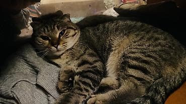 собаки тайган: 1 жаш, Ургаачы, Курттардан тазаланган, Эмделген, Лотокко барууга үйрөтүлгөн — 1