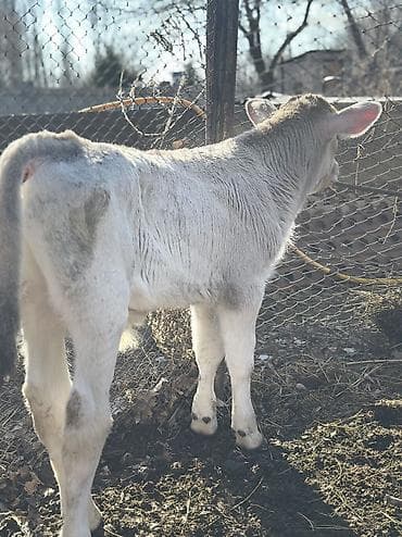 швиц тёлка: Продаю | Бык (самец) | Швицкая | На откорм | Племенные — 2