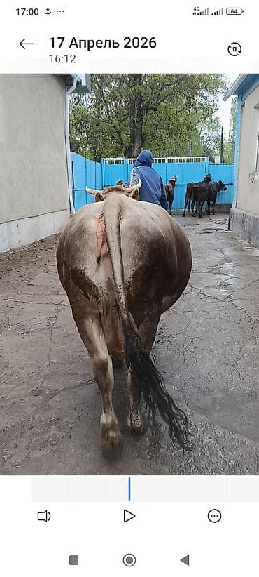 кара джигач: Продаю | Корова (самка) — 5