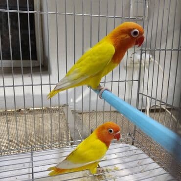 Неразлучник Фишера не настолько распространен как масковый или