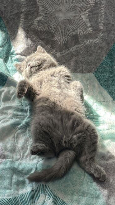 сколько стоит породистая кошка: Скотиш Страйт (Шотландская прямоухая), 3 месяца, Мальчик, Голубой, Приучена к лотку — 2