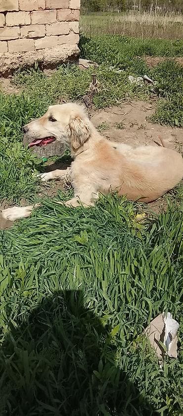 кой коро: Собака, молодая крупная дворняга/метис светло-рыжего окраса с — 2