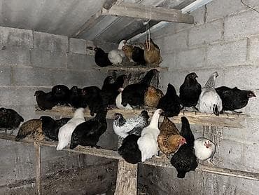 Другие животные: Продаю | Куры | Несушки — 5