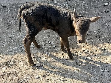 Ветеринар кызматы: Сатам | Музоо — 7