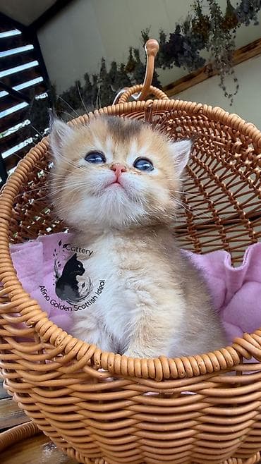 Скотиш Фолд (Шотландская вислоухая), 1 месяц, Девочка, Золотая шиншилла, Приучена к лотку, Проглистована, С документами