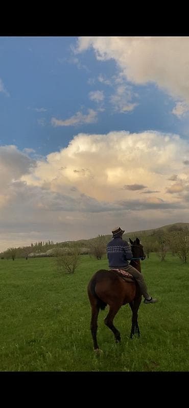 котята простые: Продаю | Жеребец | Полукровка | Рабочий — 3