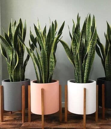 цветы фикусы: Распродажа комнатных цветов! Цены от 150с.! — 8