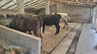 Продаю | Корова (самка)
