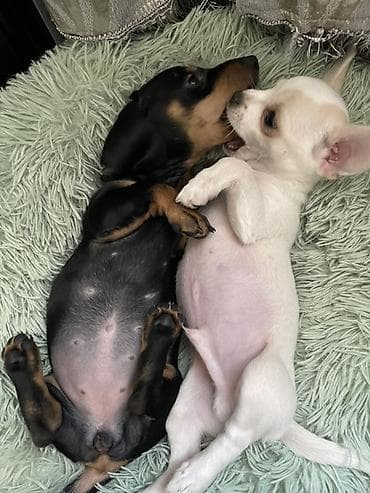 где можно купить кошку в бишкеке: Продаются замечательные щенки — такса и чихуахуа 🐶✨ Ищем заботливых и — 3