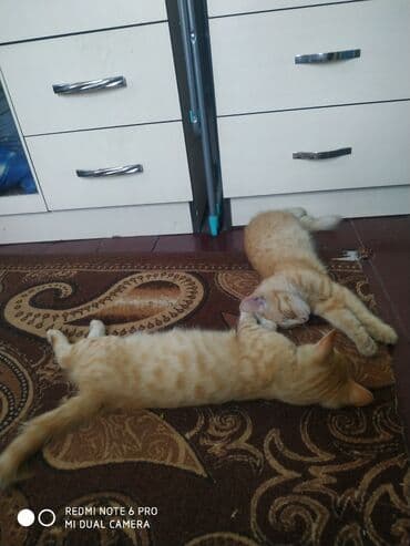 продажа породистых кошек: Черный домашний кот - Окрас: полностью черный, короткая гладкая — 2