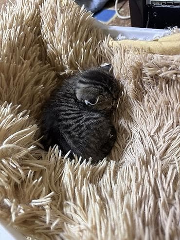 мышык бекер берем: Породасыз, 2 айлык, Эркек, Боз — 1