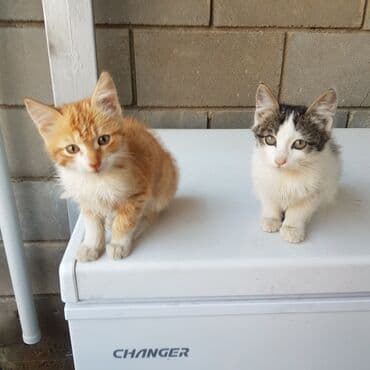 домашние кошки: Котята - Возраст: примерн 2–3 месяца (по виду на фото). - Окрас: один — 1