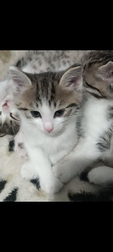scottish fold: Котята, домашние, короткошёрстные, тигрово-белого окраса. Отдадим — 1