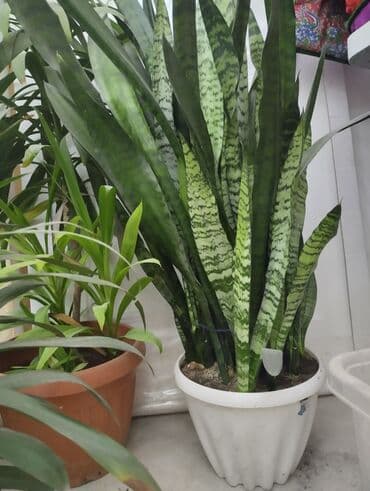 детскую кровать 7 в 1: Рассада деревьев: Самовывоз — 4