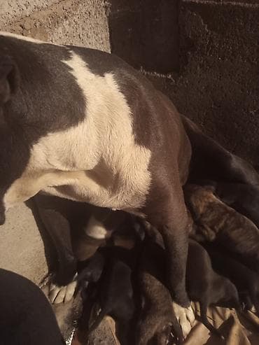 агенство ош: Продаются щенки питбуль — 1