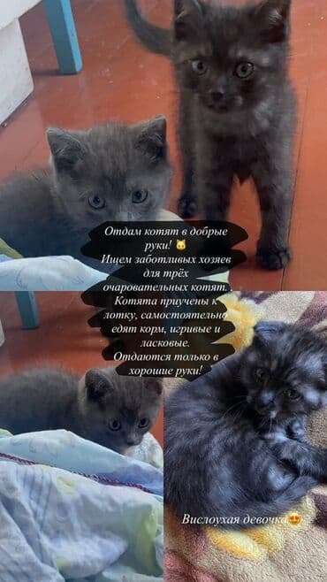 Кошка даром: Скотиш Фолд (Шотландская вислоухая), Девочка, Приучена к лотку