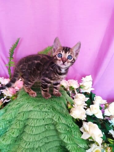 леопардовая кошка цена: Бенгальские котята !!! домашние. мини леопардики. Друзья у нас — 20