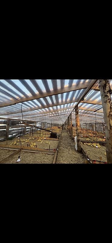 Каздарды багып-көзөмөлдөй турган адамдар керек. 20-50 жас 3-4 жұмысшы at lalafo.kg Каздарды багып-көзөмөлдөй турган адамдар керек. 20-50 жас 3-4 жұмысшы