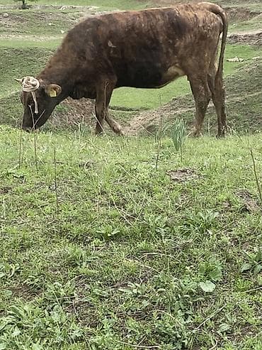 кекилик бишкек: Сатам | Уй (ургаачы) | Байланган — 1