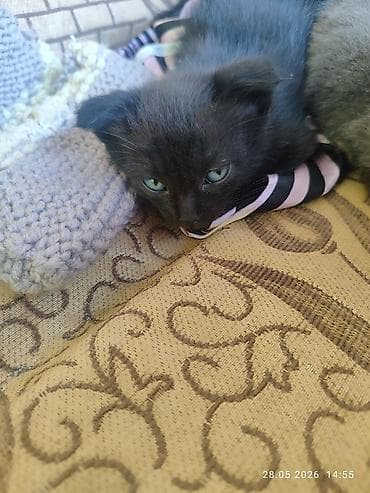 жалал абад мышык: Отдадим в добрые руки котят, мама вислоухая, и один котенок — 1