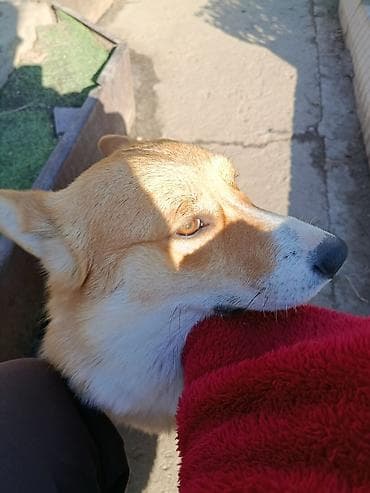 купить корги пемброк: Корги, мальчик и девочка, желательно вместе, возраст полтора года — 2