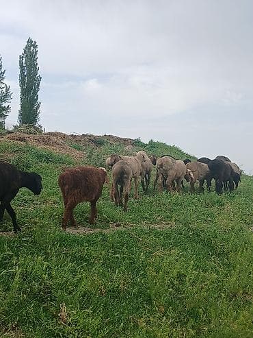 Животные: Продаю | Овца (самка), Ягненок, Баран (самец) | Полукровка — 5