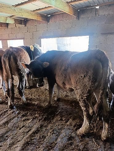 рамановский бараны: Продаю | Тёлка | Полукровка | На откорм | Привязанные — 1