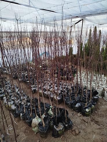 адамово дерево: Саженцы деревьев — 2