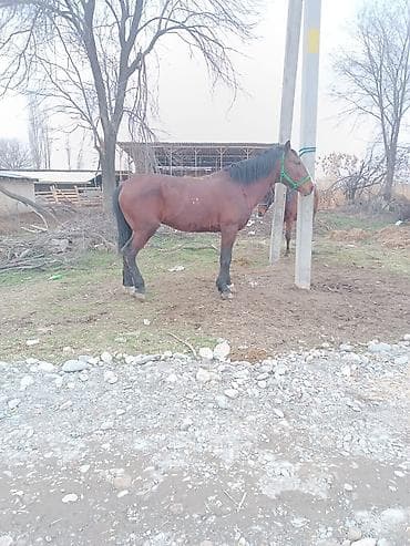 арабский скакун: Продаю | Жеребец | Рабочий | Племенные — 5