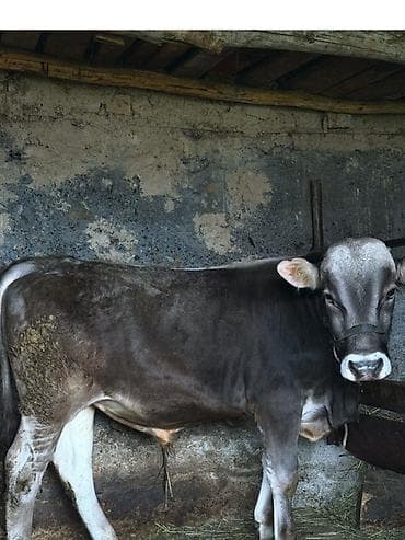 кошка жалал абад: Сатам | Бука (эркек) | Байланган — 3