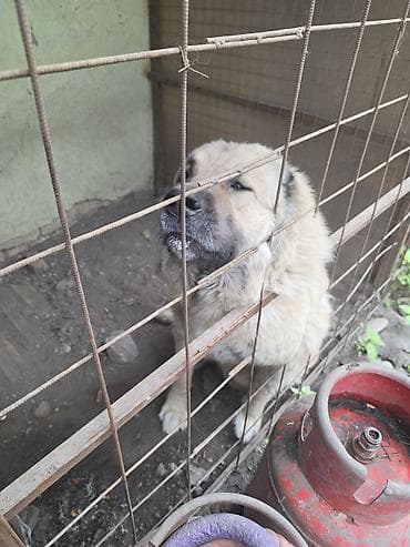 кошки парода: Порода: кавказская овчарка (кавказец) Тип предложения: собаки для — 3