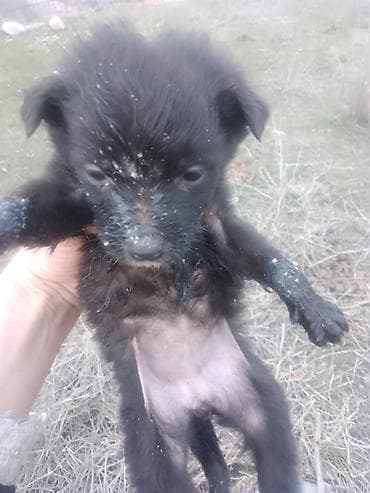 куплю собаку шпиц: Собака даром: Дворняжка, 2 месяца, Самец — 4