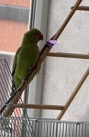 Александрийский/ожереловый попугай (Psittacula krameri) - Яркое