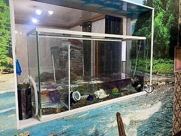 пиявка бишкек: Аквариум сатылат 400 литр — 1