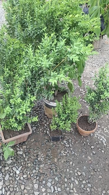 купить кустарники декоративные: Живые декоративные кустарники в контейнерах ИЗГОРОД - Вечнозелёные — 2