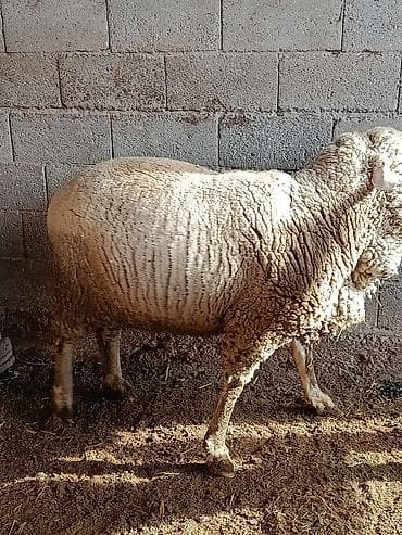 продаю коза: Продаю | Козёл (самец) | Для разведения | Осеменитель — 2