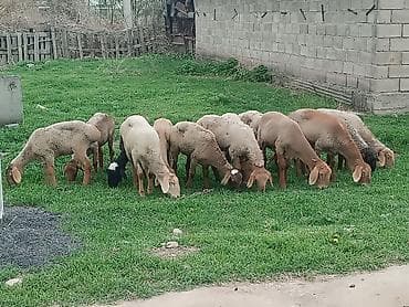 кролики бишкек: Продаю | Ягненок | На забой — 4