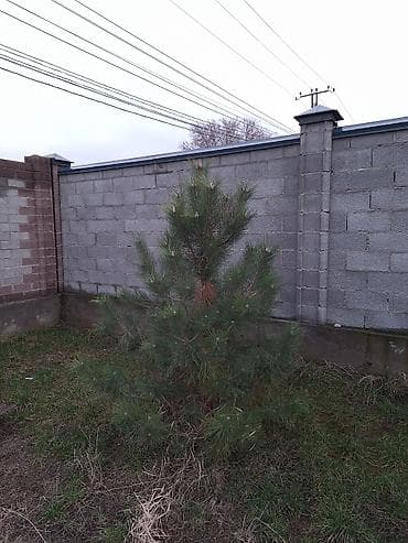 саженцы деревьев: Сосна обыкновенная и ель колючая (голубая) — саженцы для озеленения — 2